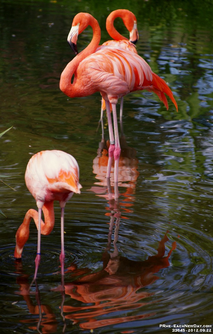 33645RoCrLe - Zoo photography trip with Don - Ty - Pink Flamingos